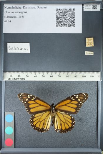 Media type: image;   Entomology 165001